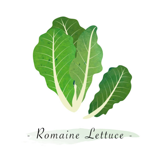 Romaine Lettuce Illustrations, Royalty-Free Vector ...