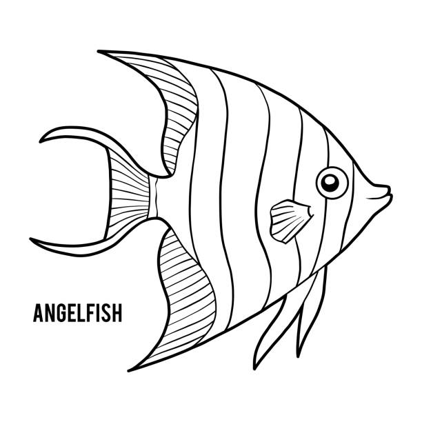 Emperor Angelfish Illustrations, Royalty-Free Vector Graphics & Clip