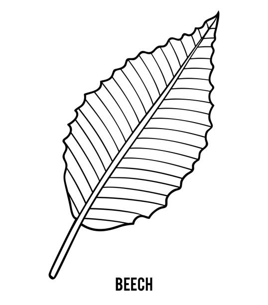 beech-tree-leaves-illustrations-royalty-free-vector-graphics-clip