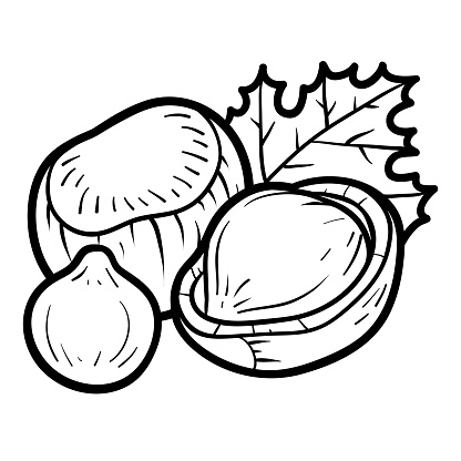 Coloring Book Hazelnut Stock Vector Art More Images Of Black And