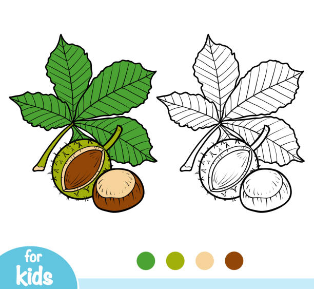 Coloring book, Horse Chestnut branch Coloring book for children, Horse Chestnut branch horse chestnut tree stock illustrations