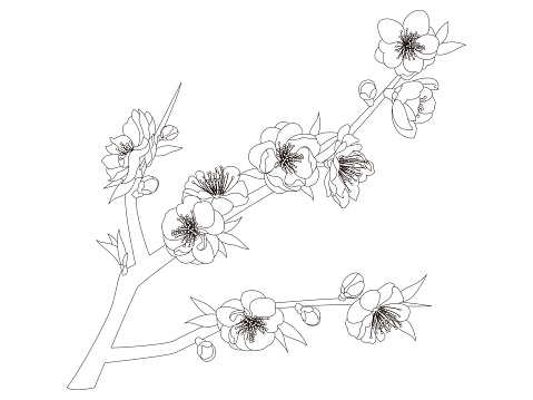 Coloring book of flowers. Peach blossom.