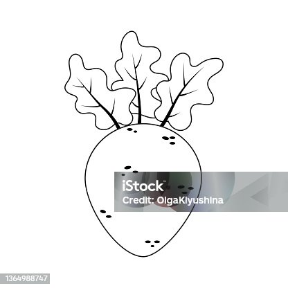 istock Coloring book page for preschool children with outlines of beet. Vector illustration for kids education. Vector illustration 1364988747