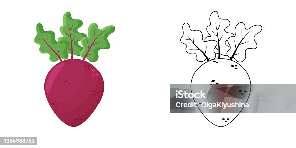 istock Coloring book page for preschool children with outlines of beet. Vector illustration for kids education. Vector illustration 1364988763