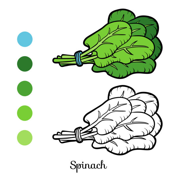 раскраска, шпинат - spinach bunch stock illustrations.