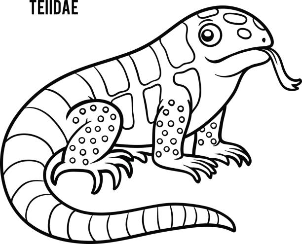Coloring Book Teiidae Vector Art Illustration