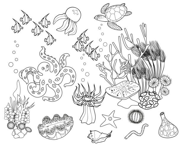 Best Marine Biodiversity Illustrations, Royalty-Free Vector Graphics ...