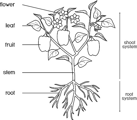 Download Coloring Page Parts Of Plant Morphology Of Pepper Plant With Leaves Fruits Flowers And Root ...