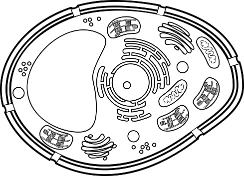 Download Coloring Page Plant Cell Structure Stock Illustration ...