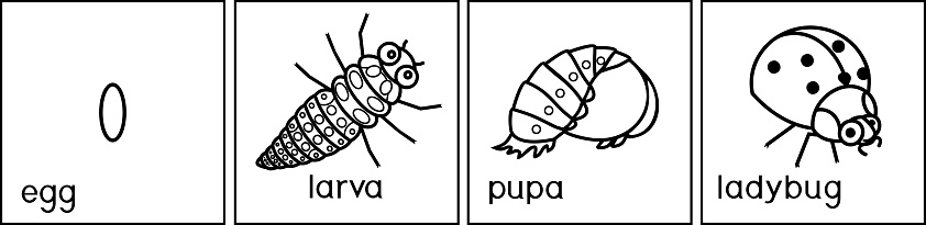 coloring-page-sequence-of-stages-of-development-of-ladybug-from-egg-vector-id1028226234?b=1&k=6&m=1028226234&s=170667a&w=0&h=  ...