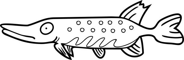 northern-pike-illustrations-royalty-free-vector-graphics-clip-art
