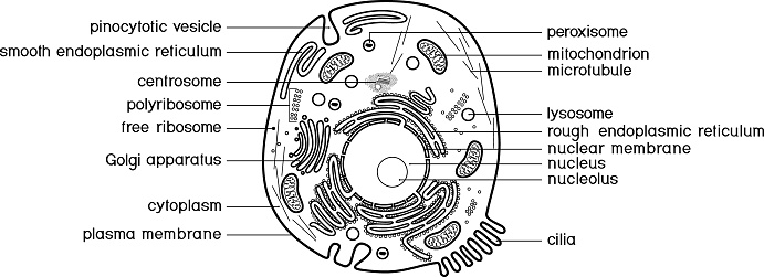 Coloring page with animal cell structure. Educational material for biology lesson