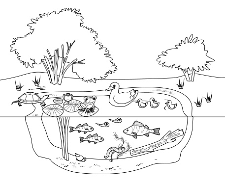 Coloring page with pond ecosystem with flowering water-lily plants, duck with ducklings, turtle, frog and fishes