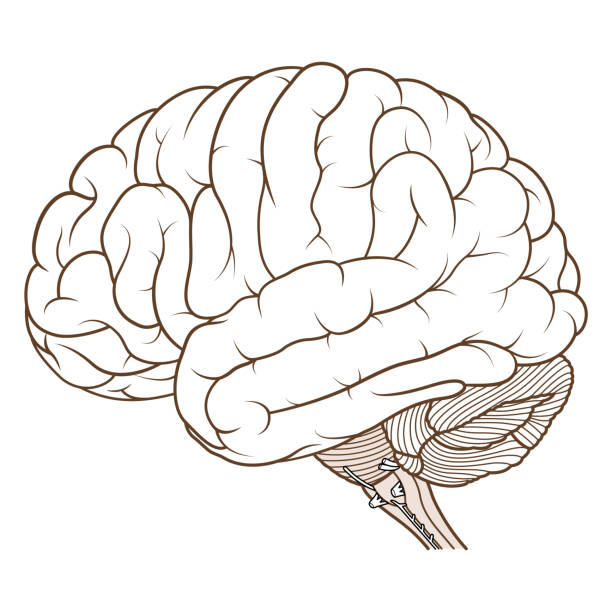 Coloured brainstem of human brain anatomy side view flat Vector Illustration ,Flat coloured Brainstem of Human brain anatomy side view on white background biomedical illustration stock illustrations