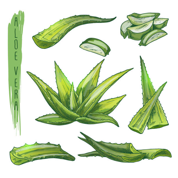 ilustrações de stock, clip art, desenhos animados e ícones de colourful set of aloe vera elements. vector silhouettes of botanical plant. - emblem food label