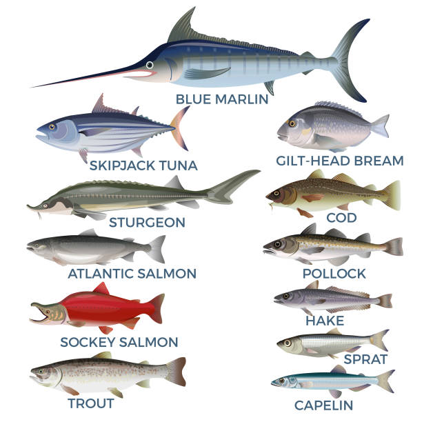 ilustraciones, imágenes clip art, dibujos animados e iconos de stock de especies de peces comerciales - atún pescado