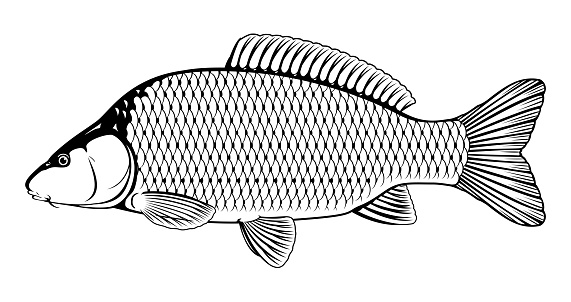 Common carp fish black and white illustration