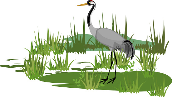 Common crane or Grus communis in swamp biotope