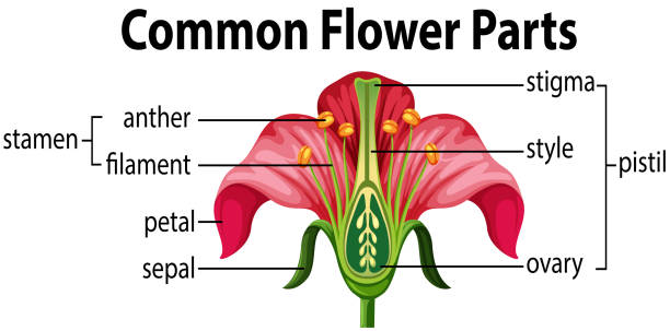 일반적인 꽃 부품 - 꽃 꽃의 구조 stock illustrations