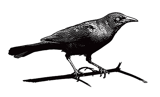 Common Grackle cut out on white background