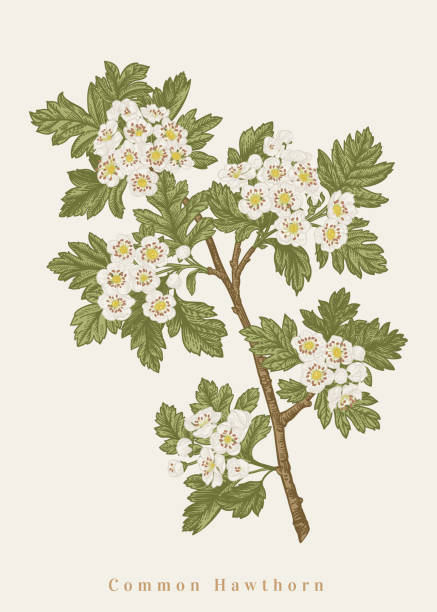 Common hawthorn. Vector illustration Common hawthorn. Vector botanical illustration. may flowers stock illustrations