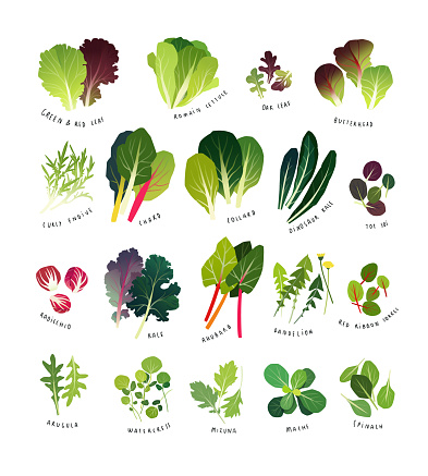 Common leafy greens, various lettuce types