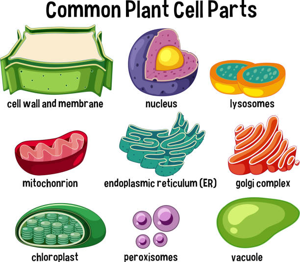 Common plant cell parts Common plant cell parts illustration endoplasmic reticulum stock illustrations