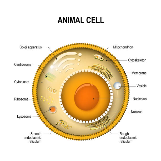 Components of a typical cell. structure of human or animal cell. cross section with all organelles: Nucleolus and Nucleus, Ribosome, Vesicle, Rough and Smooth endoplasmic reticulum, Golgi apparatus, Cytoskeleton,  mitochondrion, cytoplasm, lysosome, Centrosome, Cell membrane endoplasmic reticulum stock illustrations