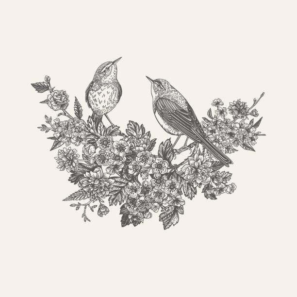 Composition with flowering trees and birds. Composition with flowering trees and two birds. Isolated vector elements. Botanical illustration. Cherry, hawthorn, kerria. Black and white. may flowers stock illustrations