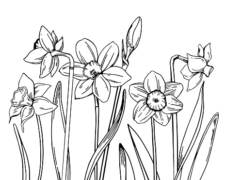 Composition with narcissus in a row on the bottom of the page. Hand drawn outline vector sketch illustration