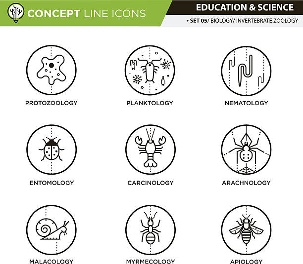 Concept Line Icons Set 5 Biology Invertebrate zoology line icons in white isolated background used for school and university education and document decoration, create by vector nematode worm stock illustrations