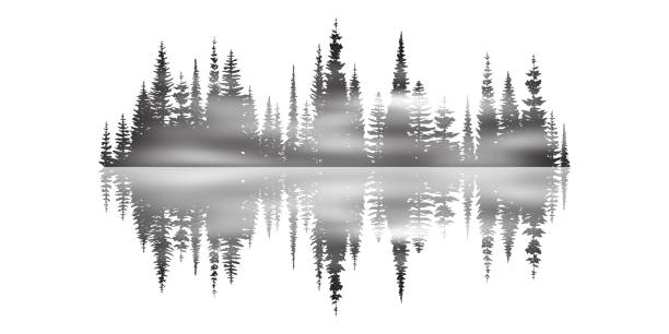 illustrazioni stock, clip art, cartoni animati e icone di tendenza di foresta di conifere riflessa nell'acqua, in bianco e nero - finlandia laghi