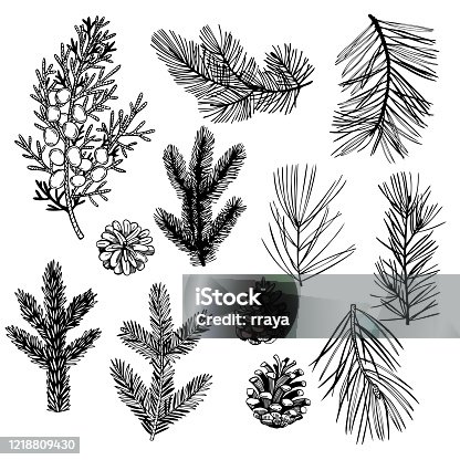 istock Coniferous tree branches. Vectorillustration. 1218809430