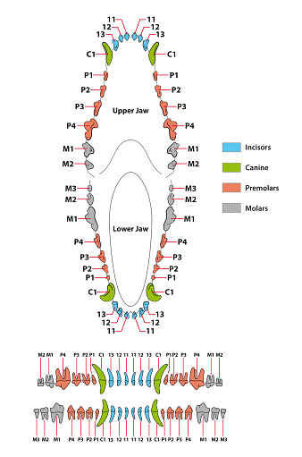 Construction of a dog tooth dental formula