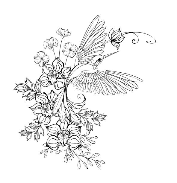 Contour hummingbird with orchids Artistically drawn, monochrome, contour, flying hummingbird with contour orchids and wildflowers on white background. Outline drawing. coloring book pages templates stock illustrations