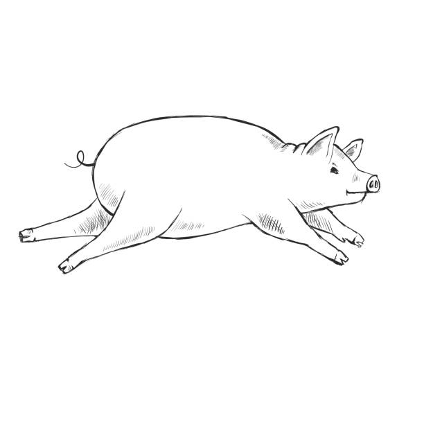 Contour Line Drawing. Coloring for kids. Contour Line Drawing. Coloring for kids. The piggy is running. Hand-drawn. Cartoon. pig clipart stock illustrations