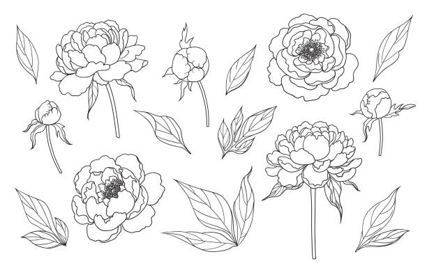 윤곽이 있는 간단한 모란 꽃, 싹, 나뭇잎 - 작약 stock illustrations