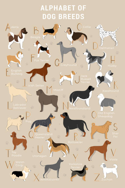 Cool Alphabet for Kids with Dogs Vector Illustration Cute printable alphabet with dogs for kids.  Hand drawn poster with dogs for learning.  Creative illustration for dog lovers. Sticker pack with dogs and breeds purebred dog stock illustrations