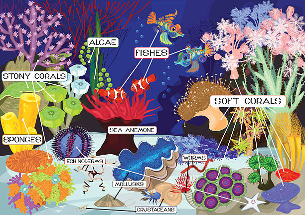 Royalty Free Marine Biodiversity Clip Art, Vector Images ...