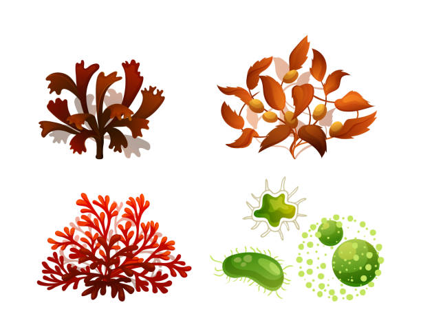 bildbanksillustrationer, clip art samt tecknat material och ikoner med korall tång undervattens marina flora silhouette vektor set illustration - moss