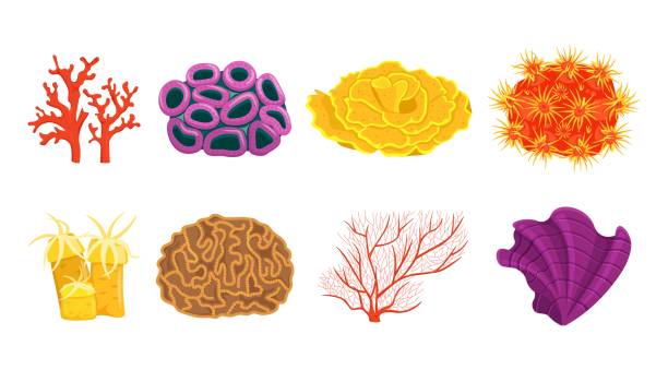 Coral types set Coral types set. Underwater life. Corals colonies. Tropical waters fauna. Editable collection in bright colours. Vector illustration in a flat cartoon style isoated on a white background types of brain tumor stock illustrations