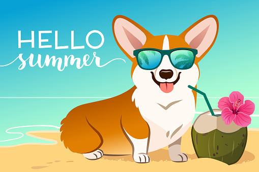 Corgi dog wearing reflective sunglasses on a sandy beach, ocean in background, green coconut drink, Hello Summer text. Funny humorous lifestyle, tropical vacation, summer holidays, warm weather theme.