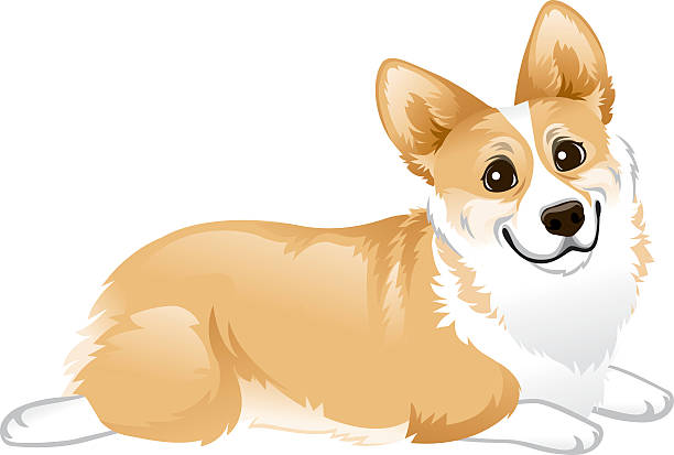 Corgi Laying Down A Happy Corgi laying down with his back legs outstretched as they are known to do.  heyheydesigns stock illustrations