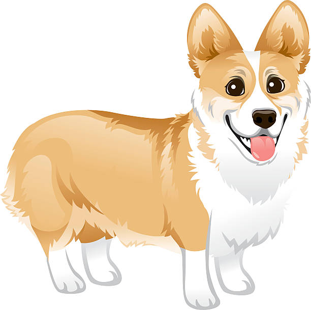 Corgi Standing A cute Corgi standing on his short legs and looking happy. heyheydesigns stock illustrations