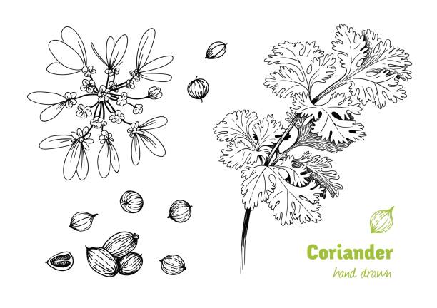 Coriander plant, flowers,  leaves and seeds vector hand drawn illustration Detailed hand drawn vector illustration of Coriander plant with flowers, leaves and seeds coriander seed stock illustrations
