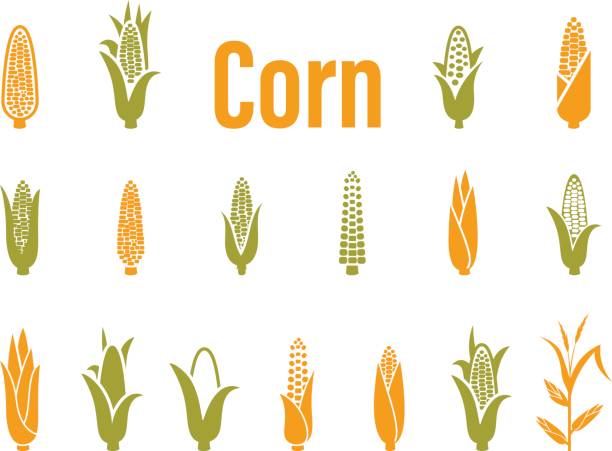 Corn icons. Vector illustration isolated on white background. Corn icons. Vector illustration isolated on white background. Concept for organic products label, harvest and farming, grain, bakery, healthy food. corn stock illustrations