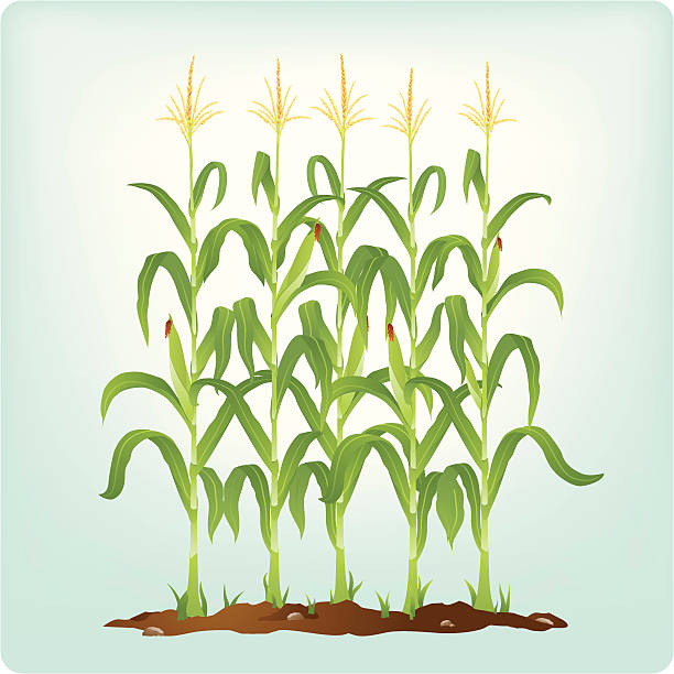 Corn stalks Row of corn stalks corn field stock illustrations