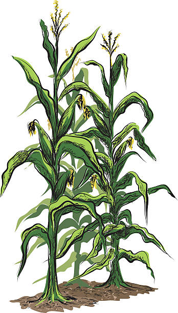 ilustraciones, imágenes clip art, dibujos animados e iconos de stock de corn stalks con tassels y ilustración aislado sobre fondo blanco - corn field