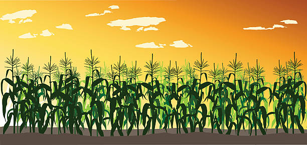 ilustraciones, imágenes clip art, dibujos animados e iconos de stock de cornfield - corn field