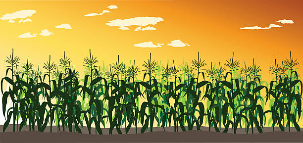 РезÑлÑÐ°Ñ Ñлика за corn field clipart